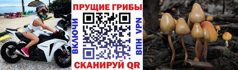 закладка  Рудня  Галлюциногенные грибы MAGIC MUSHROOMS 